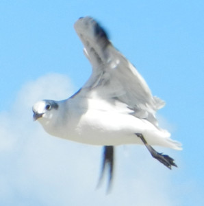 Sea Gull