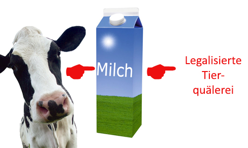 Legalisierte Tierquälerei? Die Geschichte einer Milchkuh.