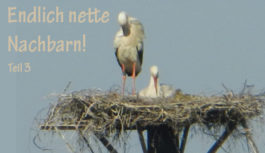 Neues von Familie Storch!