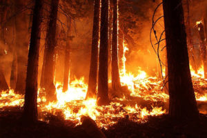 wildfire 4 blog 115