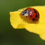 ladybug-241636_1280